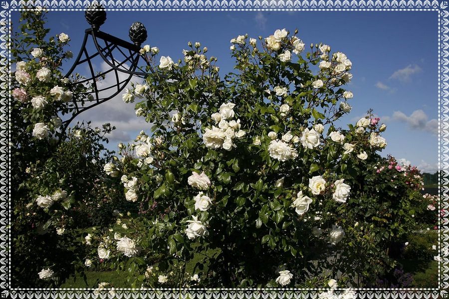 Alaska róża pnąca